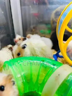 Hamster