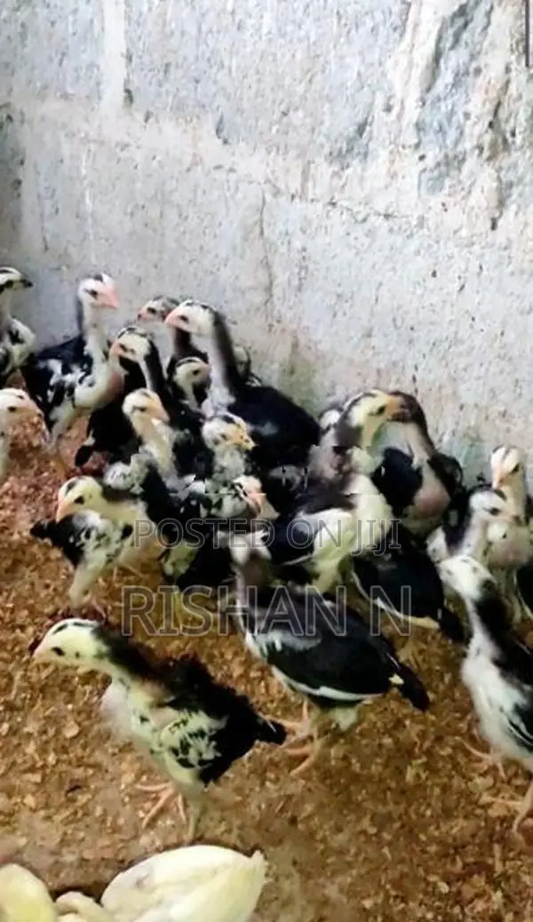 Shamos Chicks