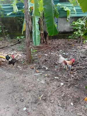 ගම්කුකුලන්
