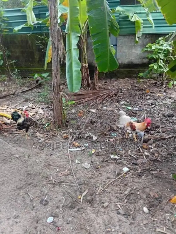 ගම්කුකුලන්