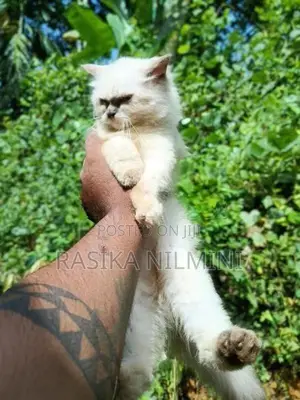 Himalayan Cat
