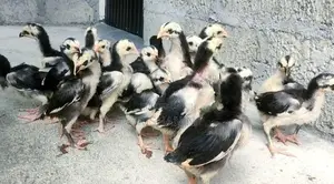 Shamos Chicks