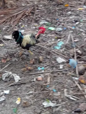 ගම්කුකුලන්