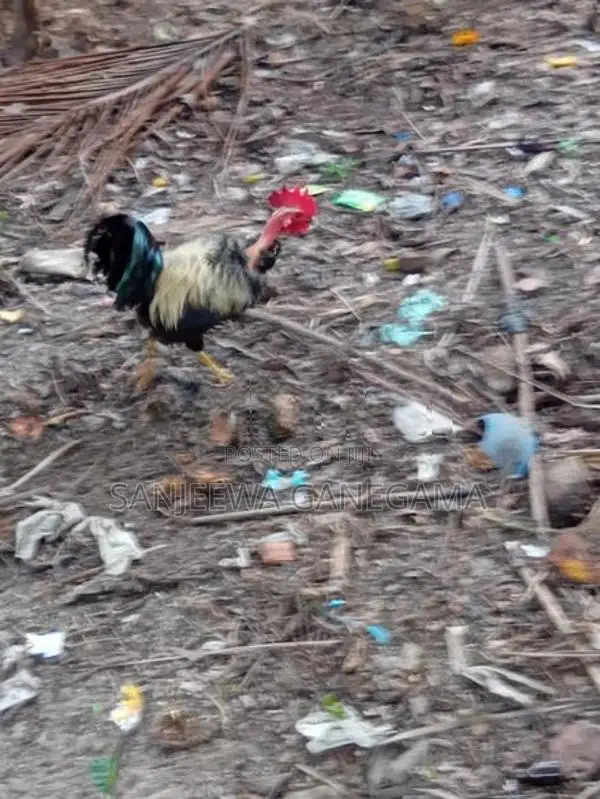 ගම්කුකුලන්