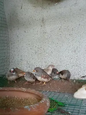 Finches Birds