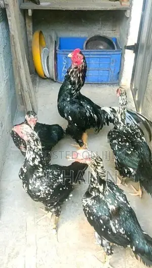 Shamos Chicks