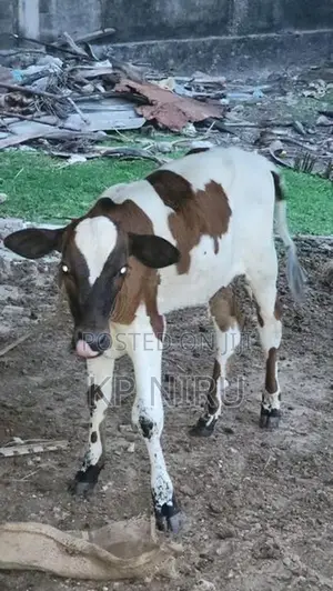 Milk cow