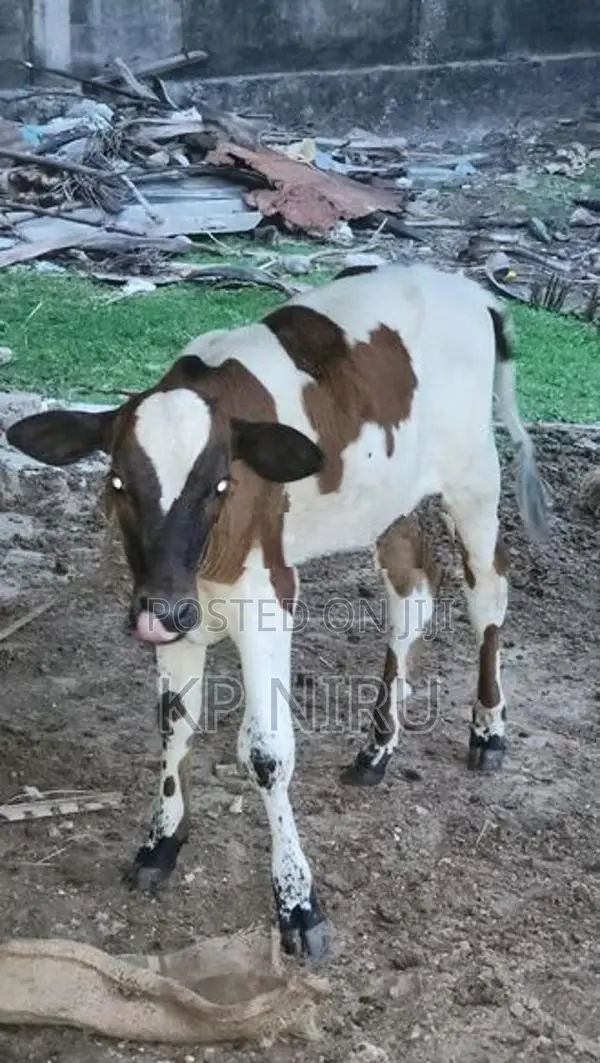 Milk cow