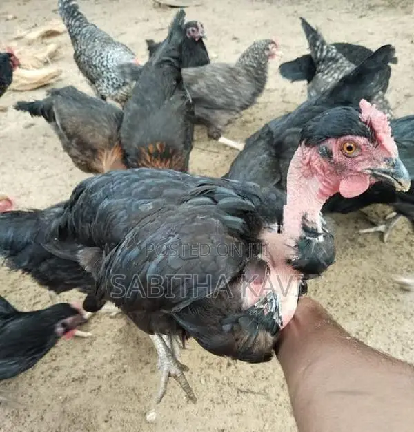முட்டையிடும் ஊர்க்கோழி