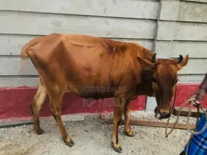 Milk cow