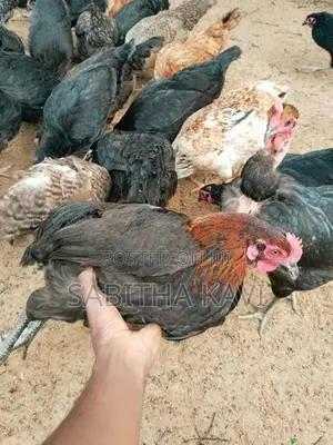 முட்டையிடும் ஊர்க்கோழி