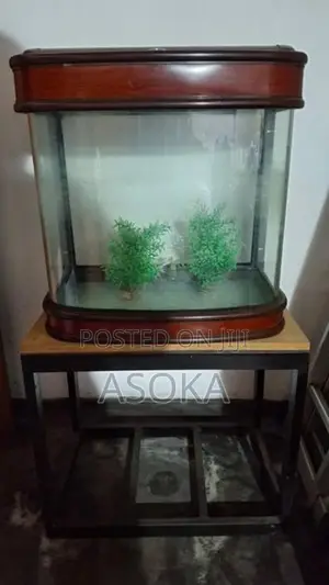 Large Fish Tank