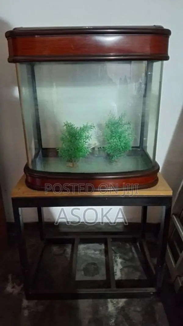 Large Fish Tank