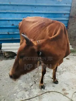 Milk cow