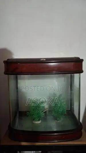 Large Fish Tank