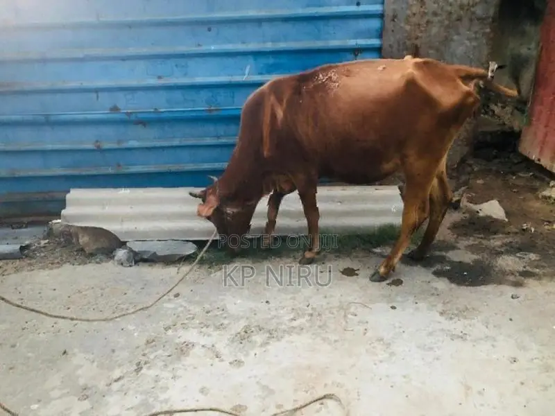 Milk cow