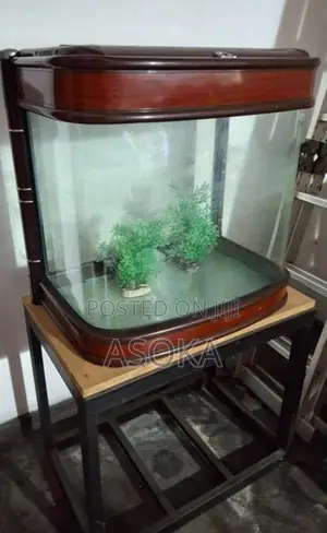 Large Fish Tank