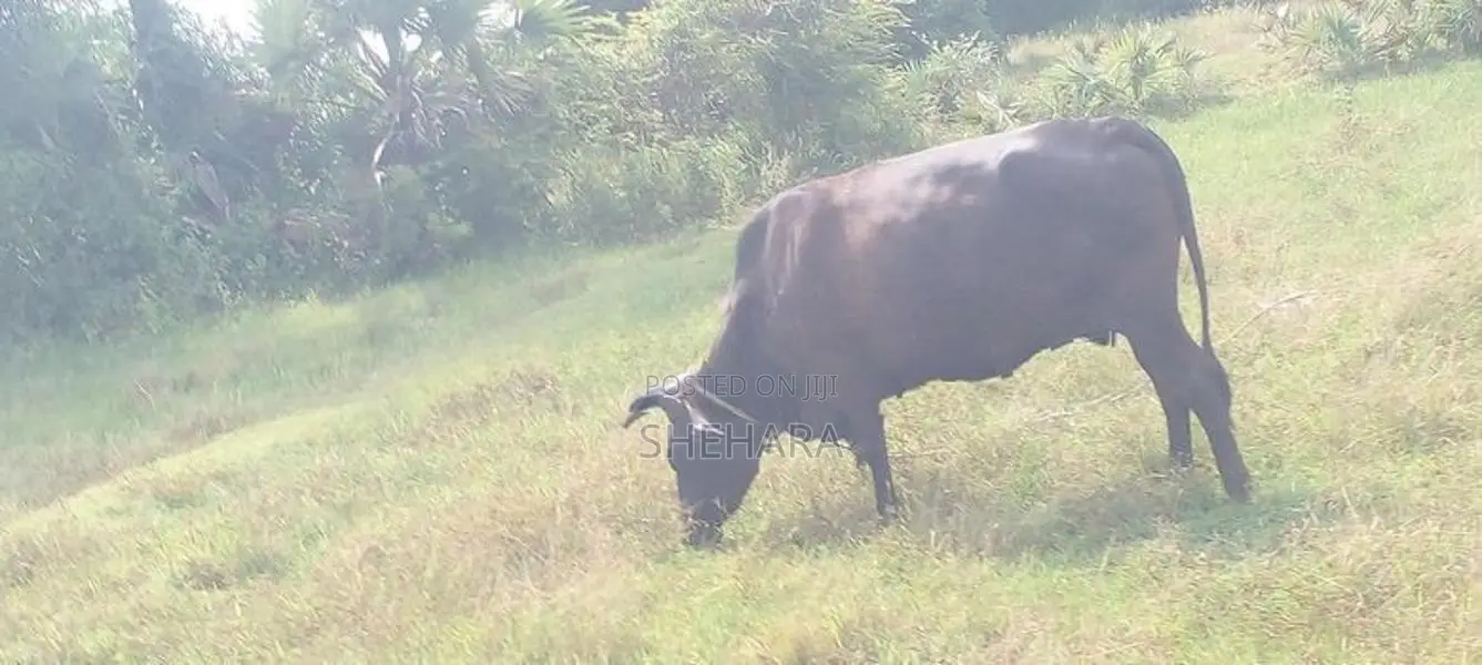 Milk Cow