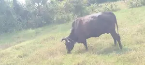Milk Cow