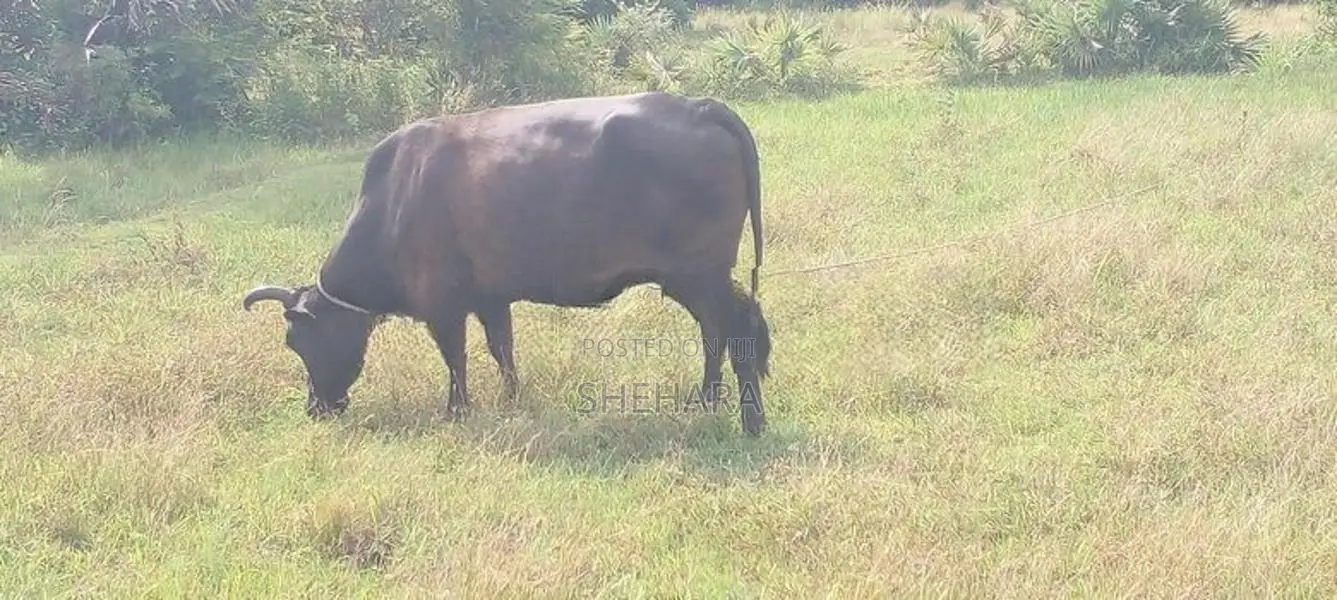 Milk Cow