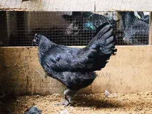 கருங்கோழிகள்
