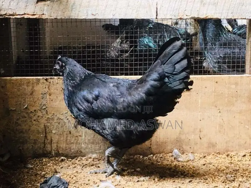 கருங்கோழிகள்