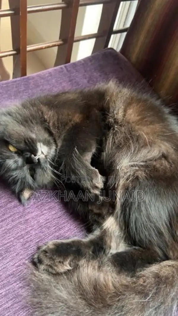 Persian Cat