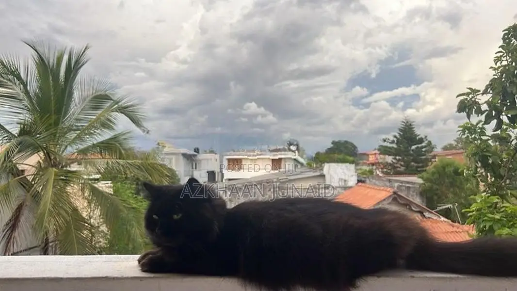 Persian Cat