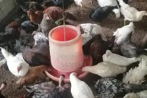 ගම් කිකිලියන්