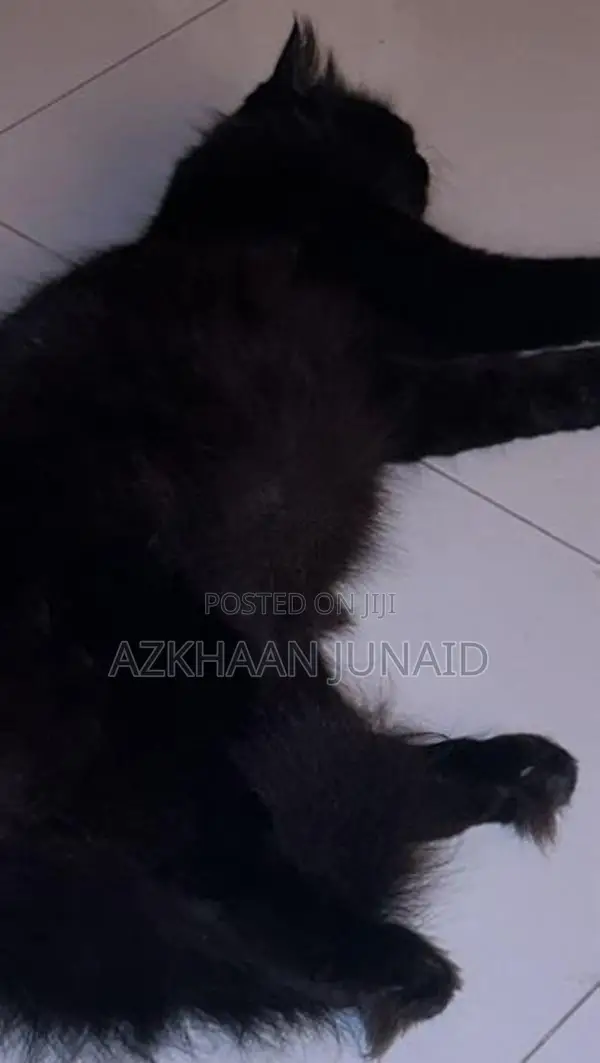 Persian Cat