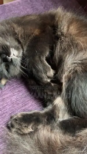 Persian Cat