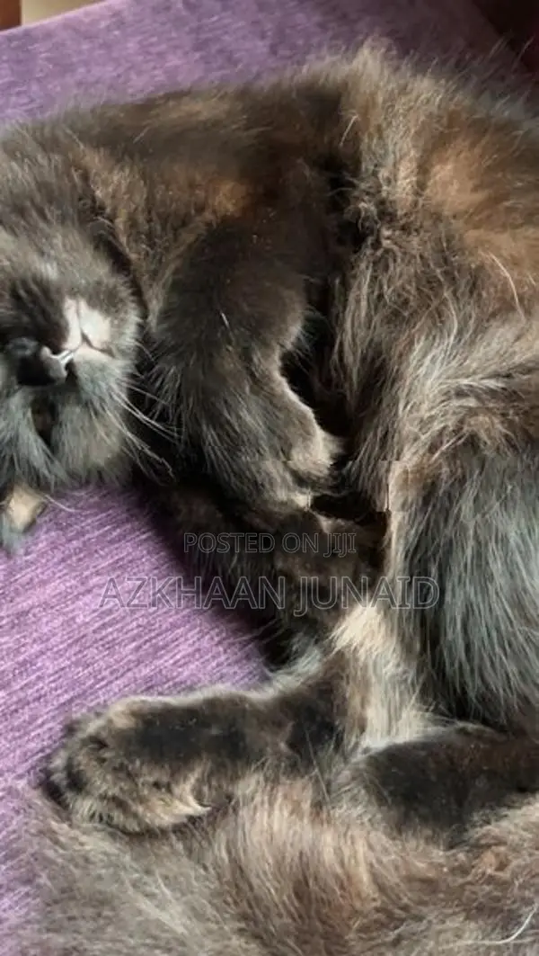 Persian Cat