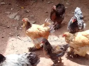 බ්‍රාමා Brahma