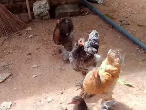 බ්‍රාමා Brahma