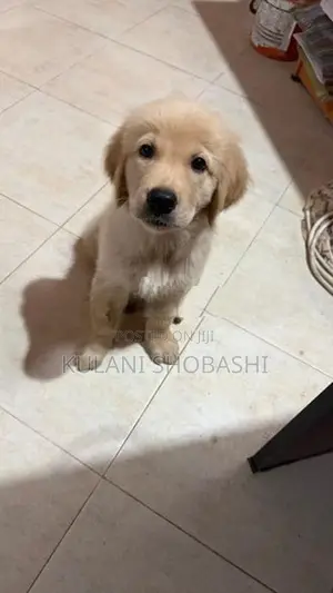 Golden Retriever Puppy