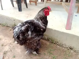බ්‍රාමා Brahma