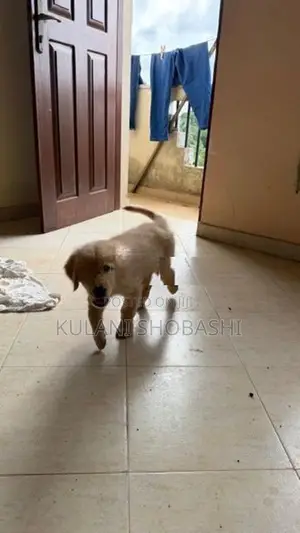 Golden Retriever Puppy