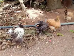 බ්‍රාමා Brahma