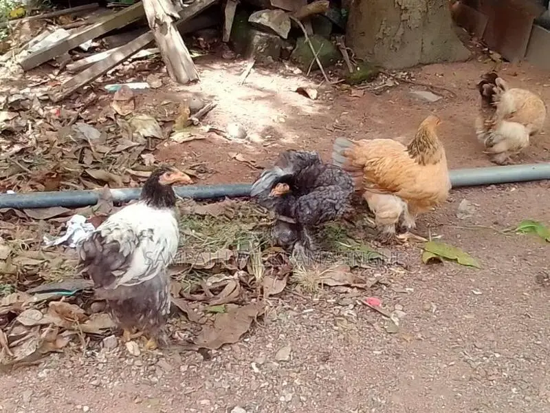 බ්‍රාමා Brahma