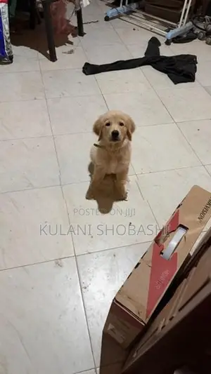 Golden Retriever Puppy