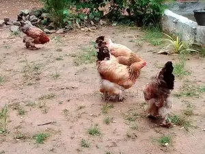 බ්‍රාමා Brahma