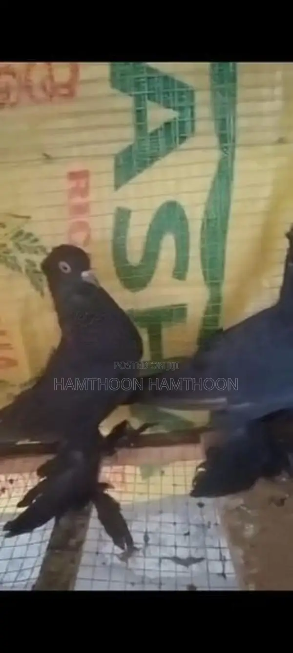 Pigeon