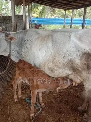 Good Milk Cow