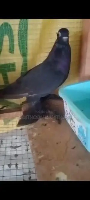 Pigeon