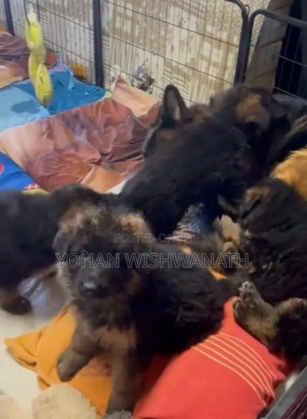 German Shepherd Puppies