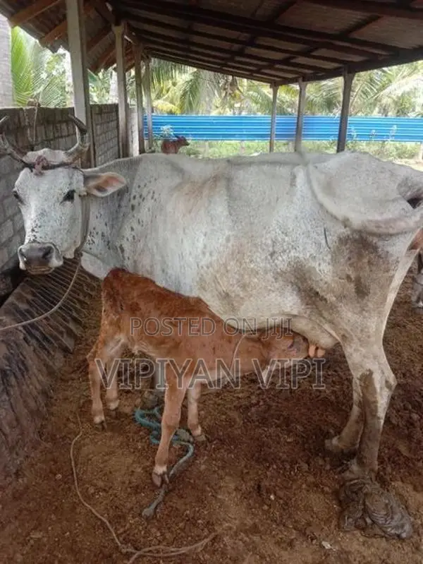 Good Milk Cow