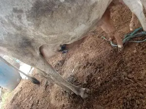 Good Milk Cow