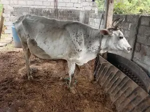 Good Milk Cow