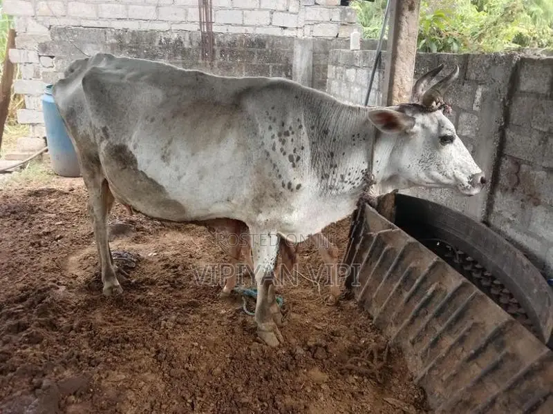 Good Milk Cow