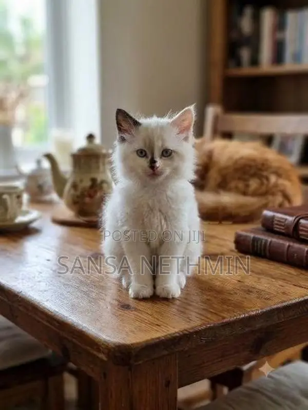 Persian Cat